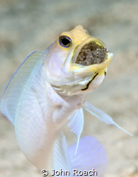 Yellowhead jawfish aerating his eggs by John Roach 